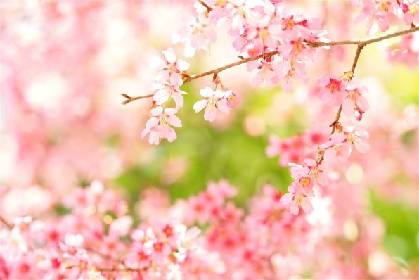 写真作例 色いろいろ Part246 花咲く頃 １ クチコミ掲示板 価格 Com