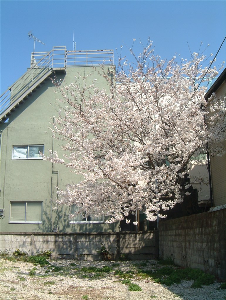 ポルシェデザインで桜を撮る♪』 富士フイルム FinePix 6800Z の