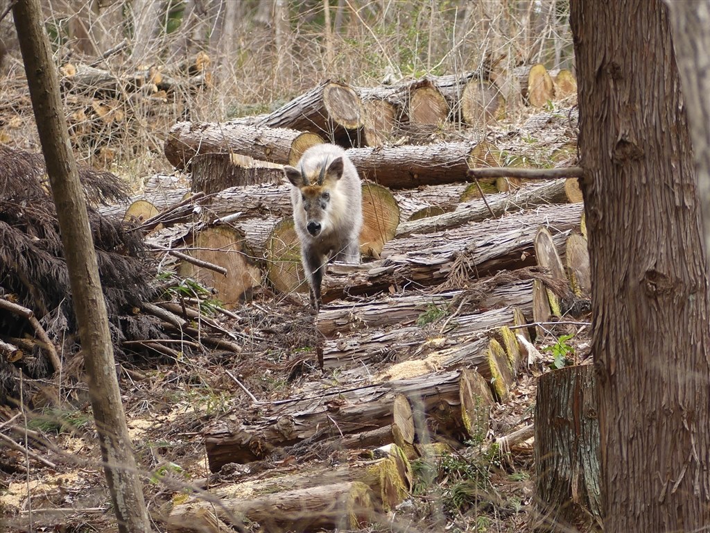 春の里山にて～カモシカ～』 パナソニック LUMIX DMC-FZ300 のクチコミ