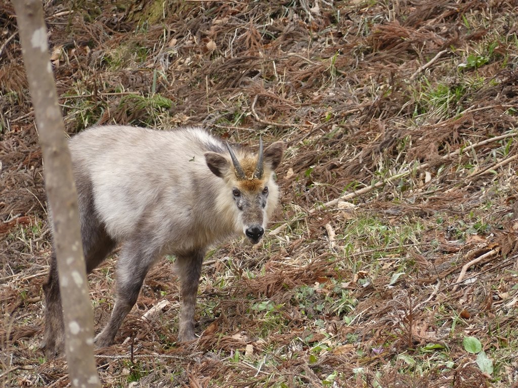 春の里山にて～カモシカ～』 パナソニック LUMIX DMC-FZ300 の