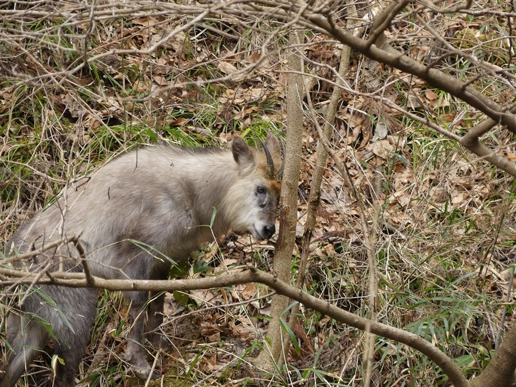 バカラカモシカです 静岡JRSに参戦します！ – レプタイルストア ガラパゴス