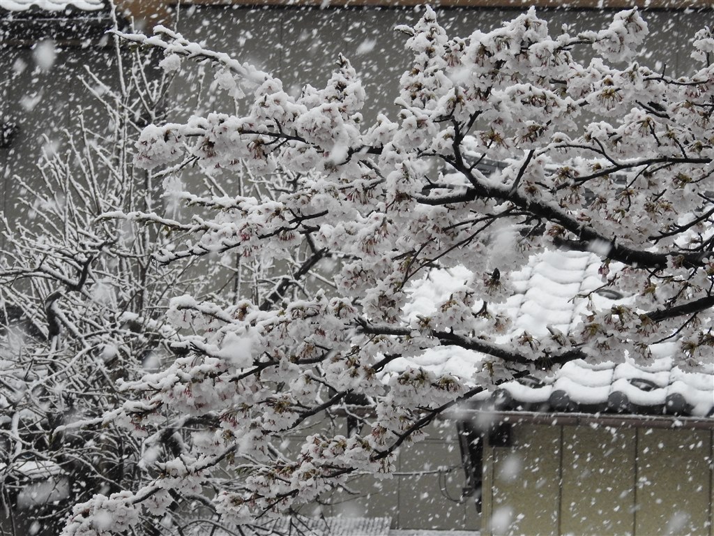 ４月８日で牡丹雪がぼそぼそと降る ニコン Coolpix P900 のクチコミ掲示板 価格 Com