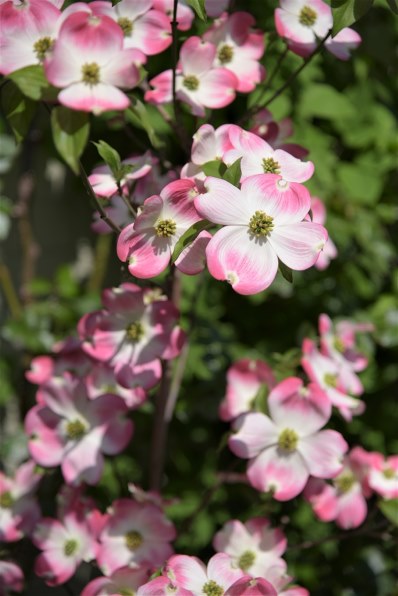 写真作例 色いろいろ Part247 花咲く頃 ２ クチコミ掲示板 価格 Com