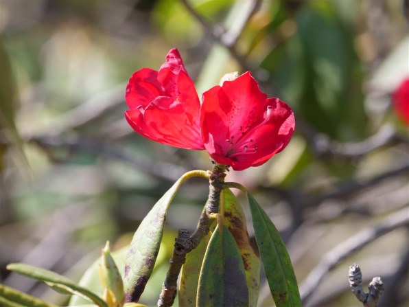 写真作例 色いろいろ Part247 花咲く頃 ２ クチコミ掲示板 価格 Com