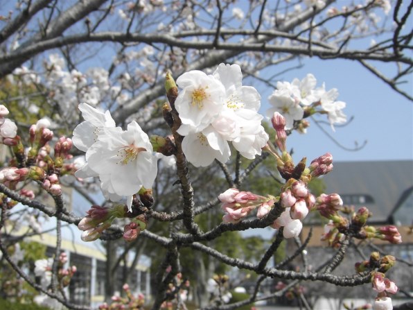 京セラ CONTAX U4R投稿画像・動画 - 価格.com 京セラ CONTAX U4R投稿画像・動画 - 価格.com