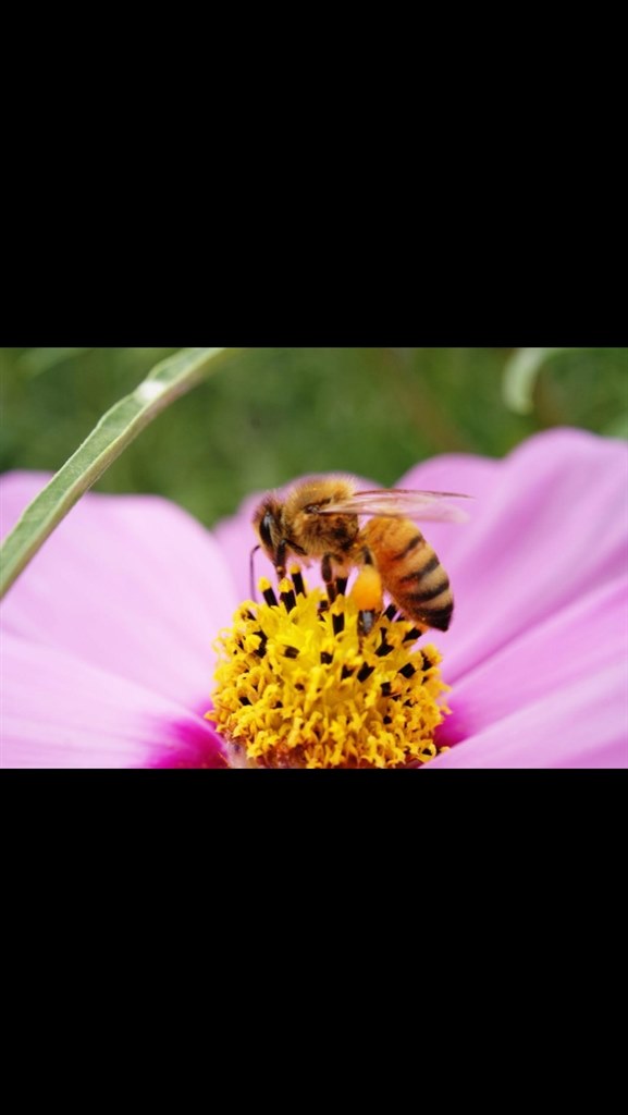 マクロレンズ検討中』 パナソニック LUMIX G MACRO 30mm/F2.8 ASPH