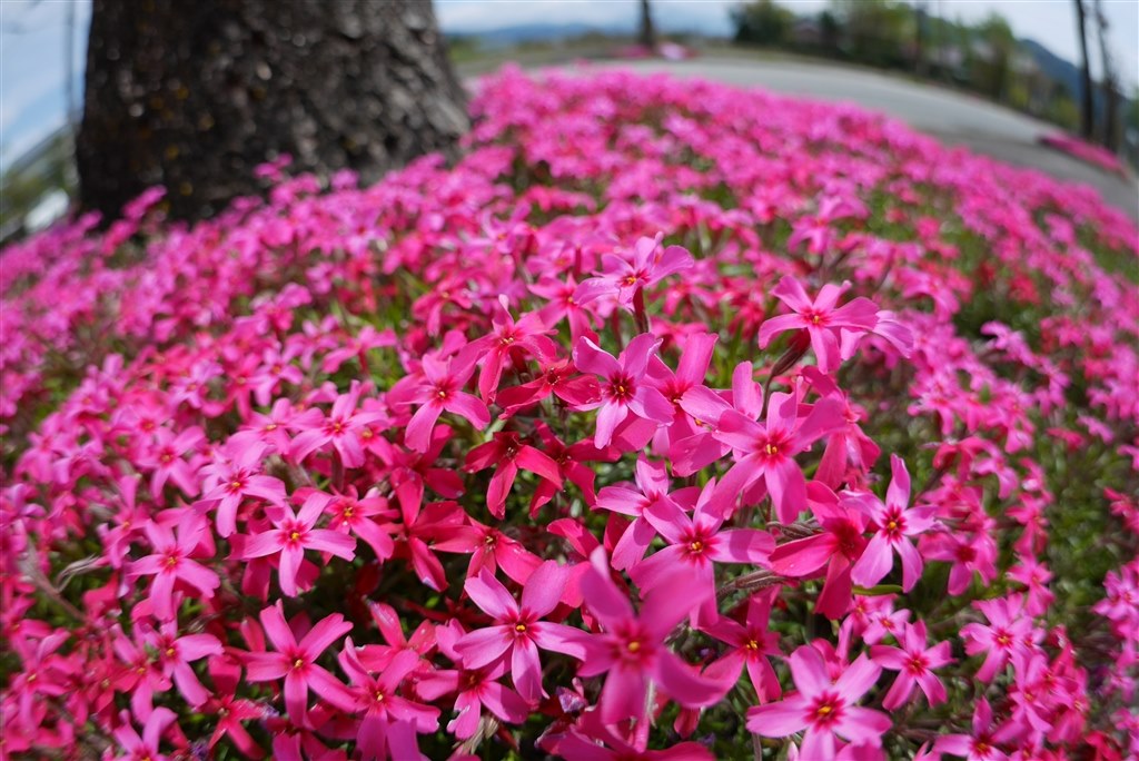 OLYMPUS 魚眼』 パナソニック LUMIX G FISHEYE 8mm/F3.5 H-F008 の