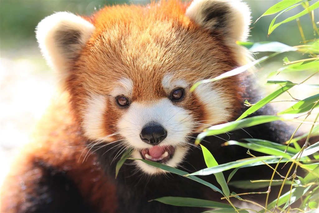 Kiss X7からのステップアップで迷っています』 CANON EOS 6D Mark II