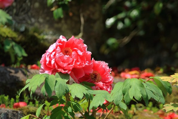 CANON EF100-300mm F5.6Lで撮影された写真 - 価格.com