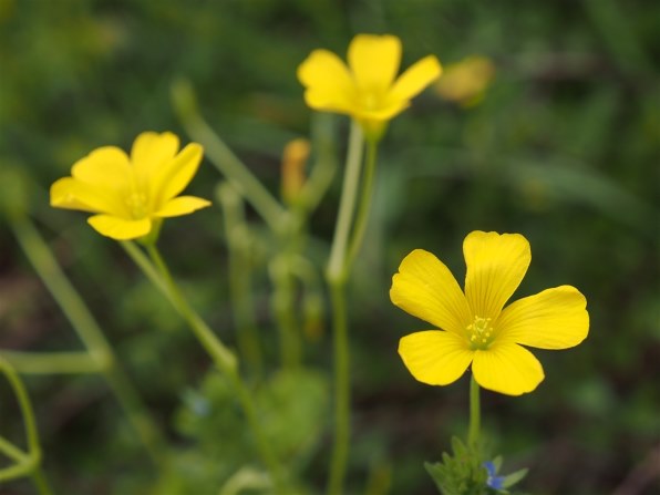 写真作例 色いろいろ Part249 若葉の頃 貼りまくろう クチコミ掲示板 価格 Com 写真作例 色いろいろ Part249 若葉の頃 貼りまくろう クチコミ掲示板 価格 Com