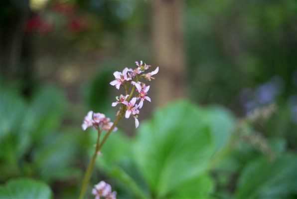 写真作例 色いろいろ Part249 若葉の頃 貼りまくろう クチコミ掲示板 価格 Com 写真作例 色いろいろ Part249 若葉の頃 貼りまくろう クチコミ掲示板 価格 Com
