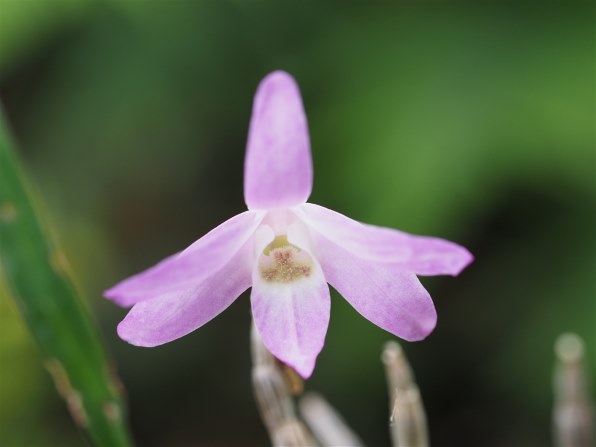 写真作例 色いろいろ Part249 若葉の頃 貼りまくろう クチコミ掲示板 価格 Com