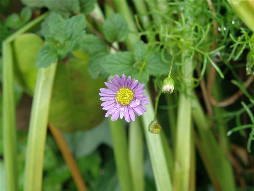 これがXDカード終焉の始まりでしたね…』 オリンパス CAMEDIA SP