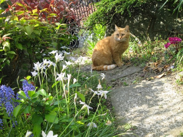 【作例あり】Canon IXY digital400 コンデジ キヤノン IXY DIGITAL 400 作例 - PhotoXP