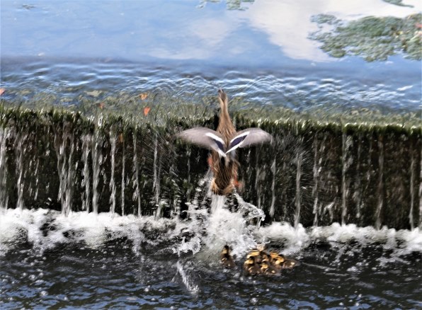 CANON EF75-300mm F4-5.6 IS USMで撮影された写真 - 価格.com