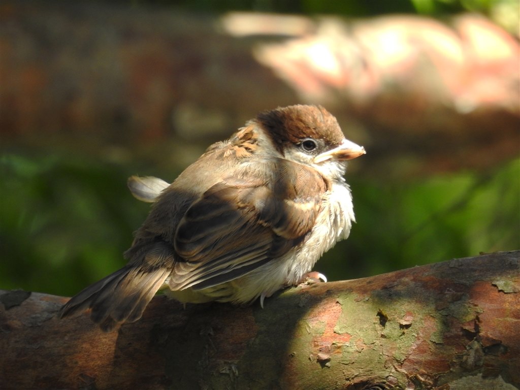 夏鳥を撮影しました 戸隠 軽井沢野鳥の森 筑波山 ニコン Coolpix P900 のクチコミ掲示板 価格 Com