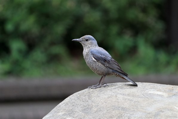 野鳥撮影に十分な解像力ですか？』 SONY サイバーショット DSC-RX10M4 
