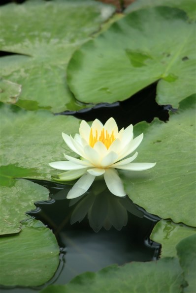 ✨柔らかい写真に✨Canon EF 100-300mm F5.6 作例有り ✨柔らかい写真に✨Canon EF 100-300mm F5.6 作例有り ✨柔らかい写真