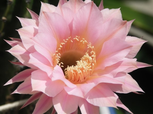 コニカミノルタ Dimage A200 リングストロボセット コニカミノルタ