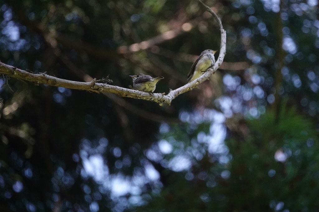 野鳥撮影に十分な解像力ですか？』 SONY サイバーショット DSC-RX10M4 