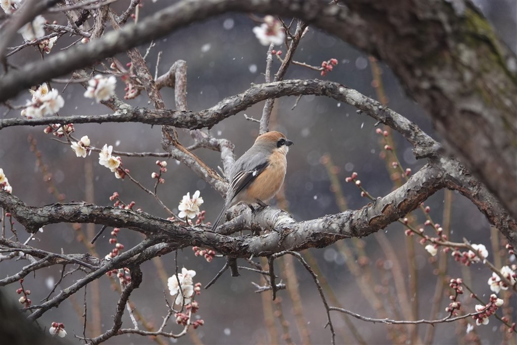 野鳥撮影に十分な解像力ですか？』 SONY サイバーショット DSC-RX10M4 
