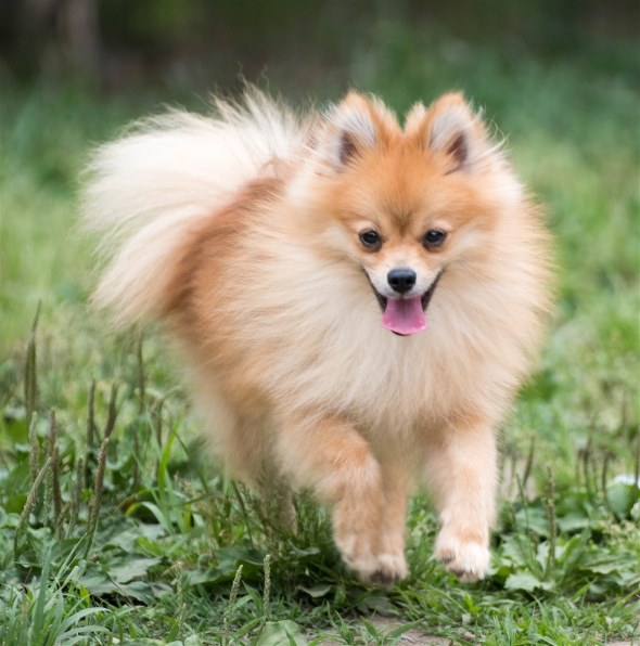 夏を楽しみましょう ニコン D850 ボディ のクチコミ掲示板 価格 Com