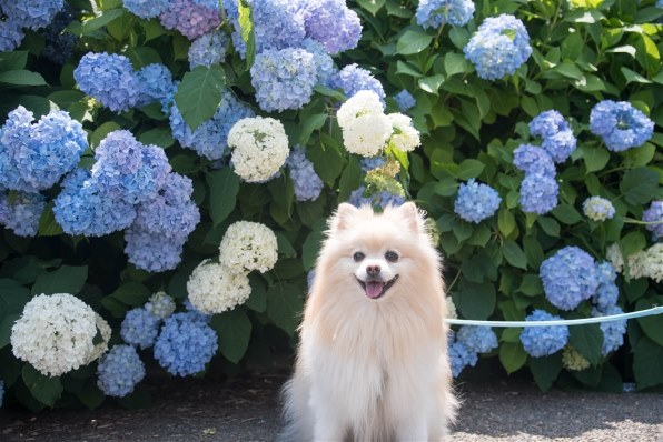 夏を楽しみましょう ニコン D850 ボディ のクチコミ掲示板 価格 Com