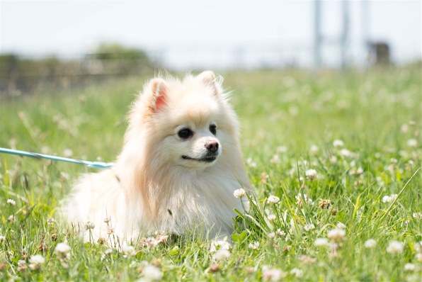 夏を楽しみましょう ニコン D850 ボディ のクチコミ掲示板 価格 Com