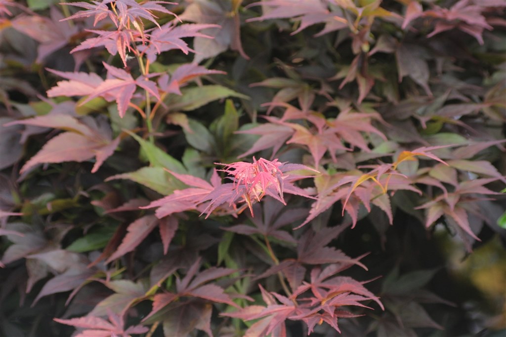 kissx7に』 CANON EF70-300mm F4-5.6 IS II USM のクチコミ