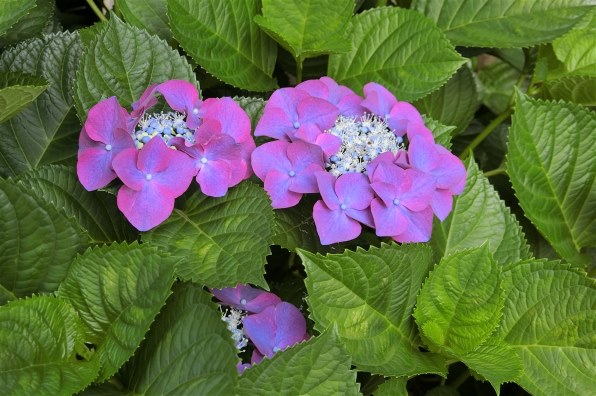 カシオ HIGH SPEED EXILIM EX-ZR3100VP [ビビットピンク]投稿