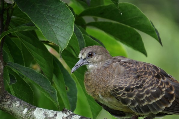 作例あり】ジャンク Canon Powershot SX50 HS 作例あり】ジャンク