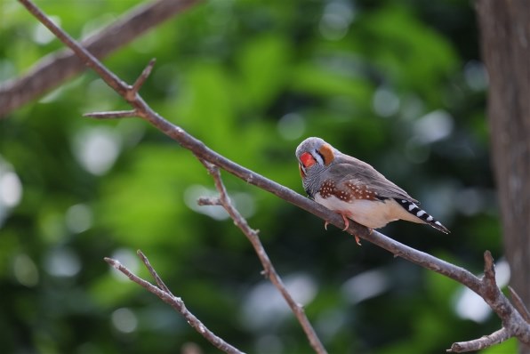 富士フイルム フジノンレンズ XC50-230mmF4.5-6.7 OIS [シルバー] 価格