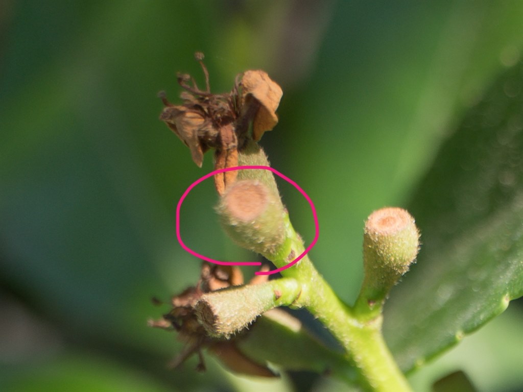 ボケが汚いケース』 TAMRON 28-75mm F/2.8 Di III RXD (Model A036) の