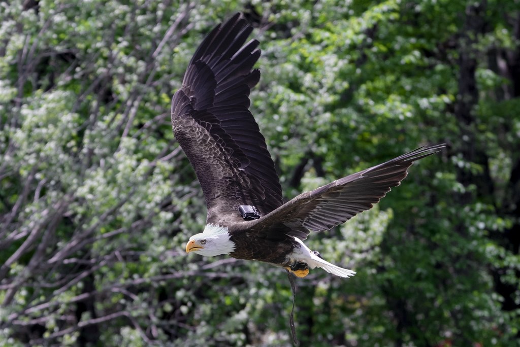 作例スレ】α7RⅢ×トビモノ【鳥・飛行機etc】』 SONY α7R III ILCE-7RM3 