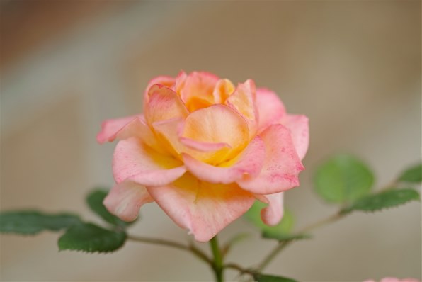 119・にじみ花柄 オレンジ 終了しました 気持ちよく