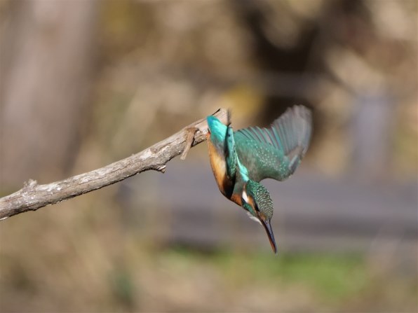 カワセミ】LUMIX DC-G9 「V-LogL」撮影可能アップグレード LUMIX G9