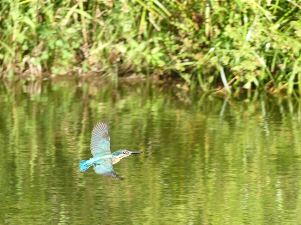 カワセミ他を、記録画素最大で出力。』 パナソニック LUMIX DMC-FZ300