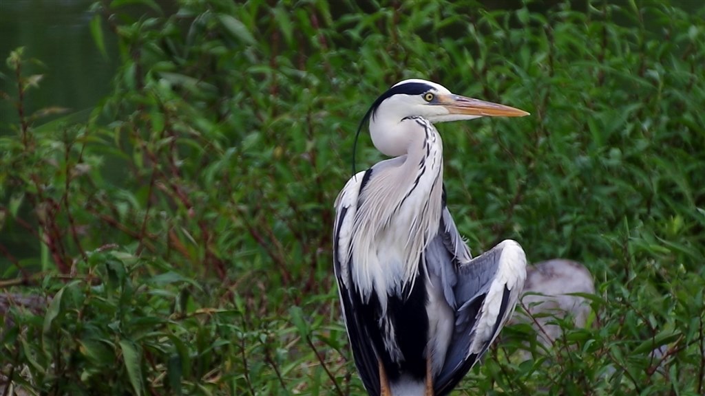 Mfレンズ ペンタックス F Afアダプター1 7x のクチコミ掲示板 価格 Com