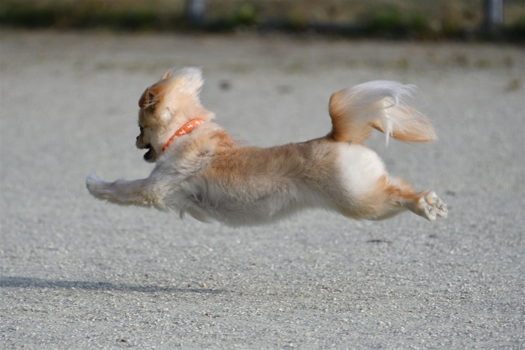 ワンコ撮影のカメラ検討中です ニコン D500 ボディ のクチコミ掲示板 価格 Com