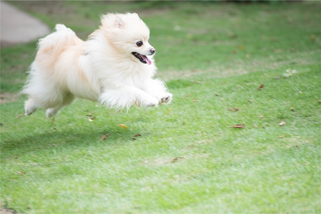 ワンコ撮影のカメラ検討中です ニコン D500 ボディ のクチコミ掲示板 価格 Com