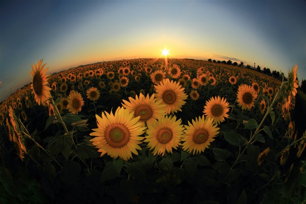 ひまわり畑での撮影について ニコン D5600 18 140 Vr レンズキット のクチコミ掲示板 価格 Com