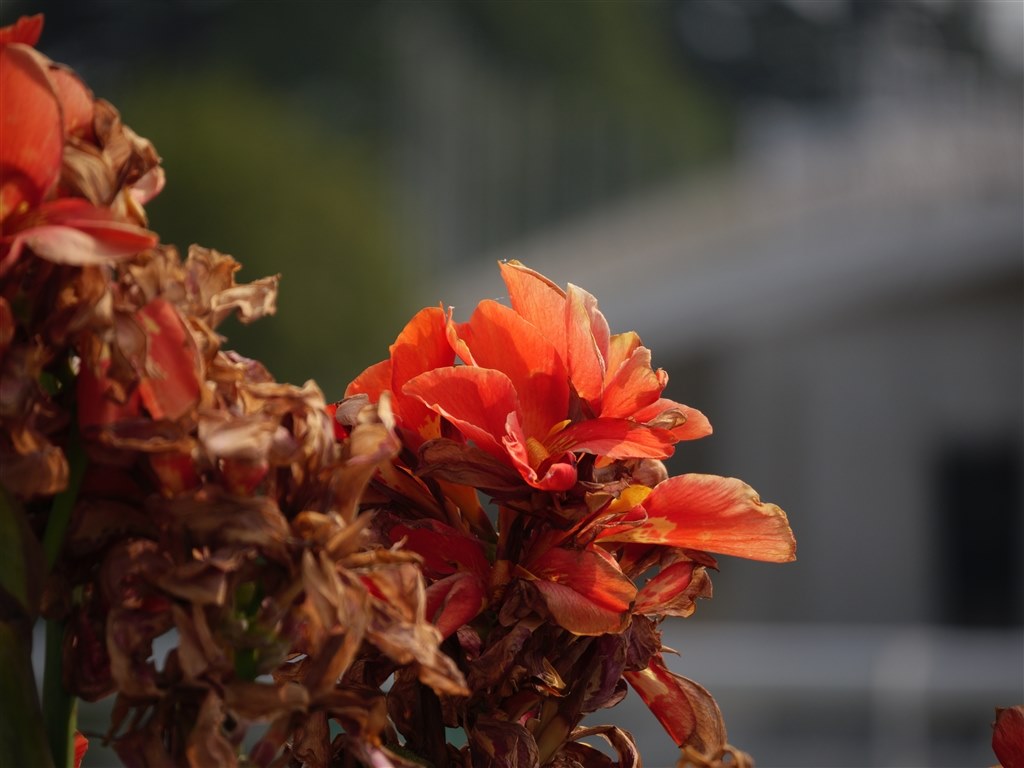 GX7mk3 作例スレ(その3)』 パナソニック LUMIX DC-GX7MK3K GX7mk3 作例スレ(その3)』 パナソニック LUMIX DC-GX7MK3K