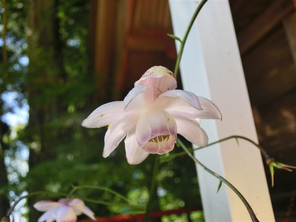 うーん・・・』 CANON PowerShot SX620 HS のクチコミ掲示板 - 価格.com