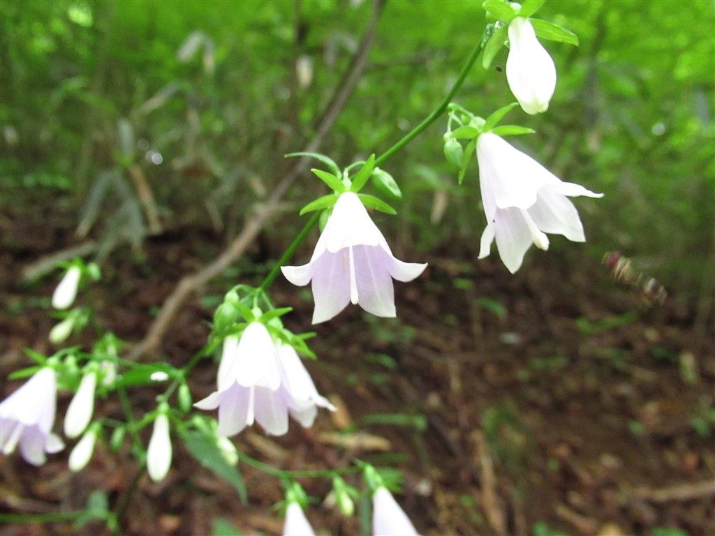 うーん・・・』 CANON PowerShot SX620 HS のクチコミ掲示板 - 価格.com