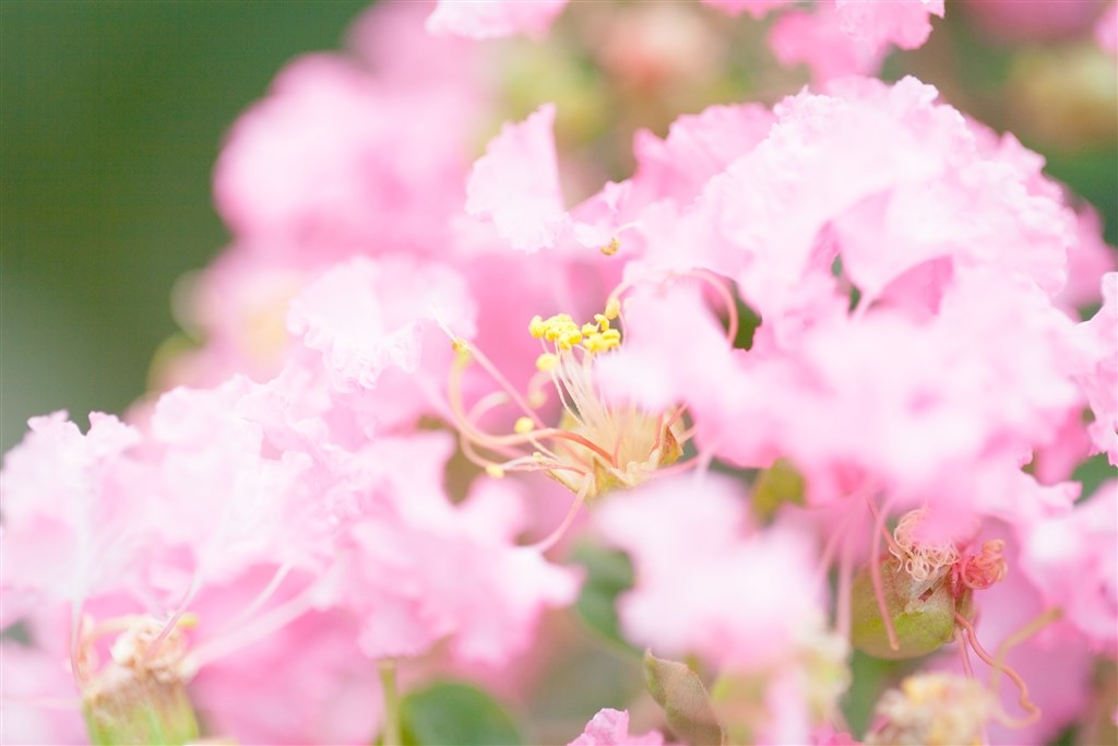 Canon EF100mm F2.8L マクロ IS USM レビュー』 CANON EF100mm F2.8L