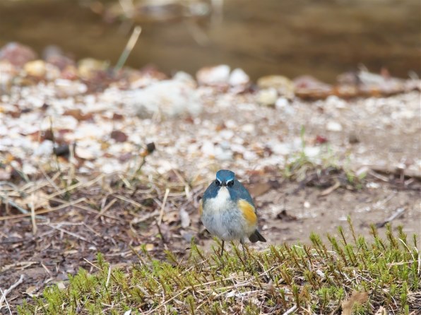 迷彩ポンチョ 野鳥 人気