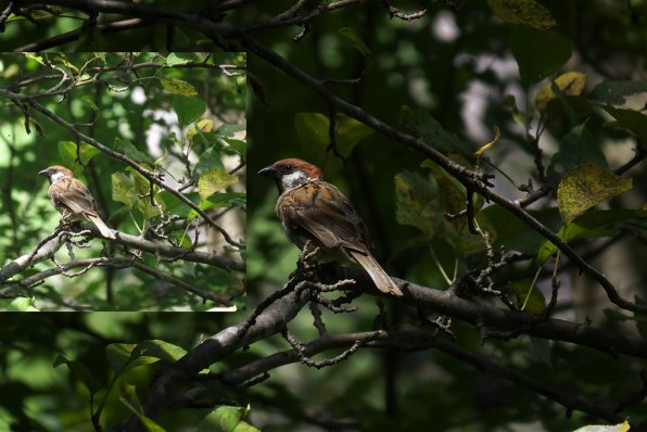 CANON PowerShot SX50 HS投稿画像・動画 - 価格.com