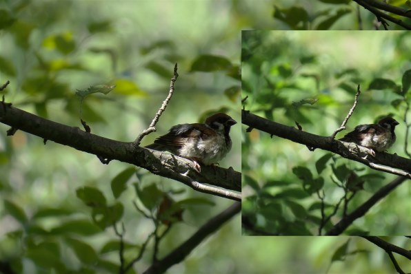 CANON PowerShot SX50 HS投稿画像・動画 - 価格.com