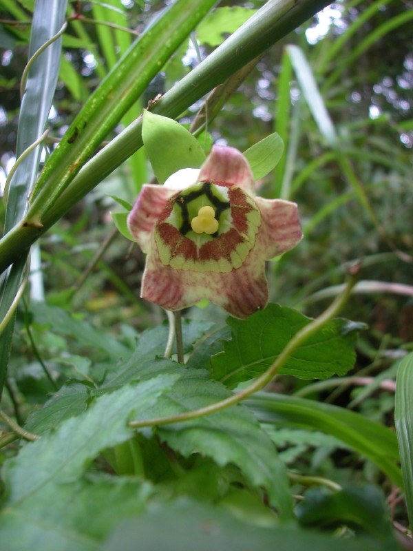 未だ現役なんですが』 ニコン COOLPIX 5000 のクチコミ掲示板 - 価格.com