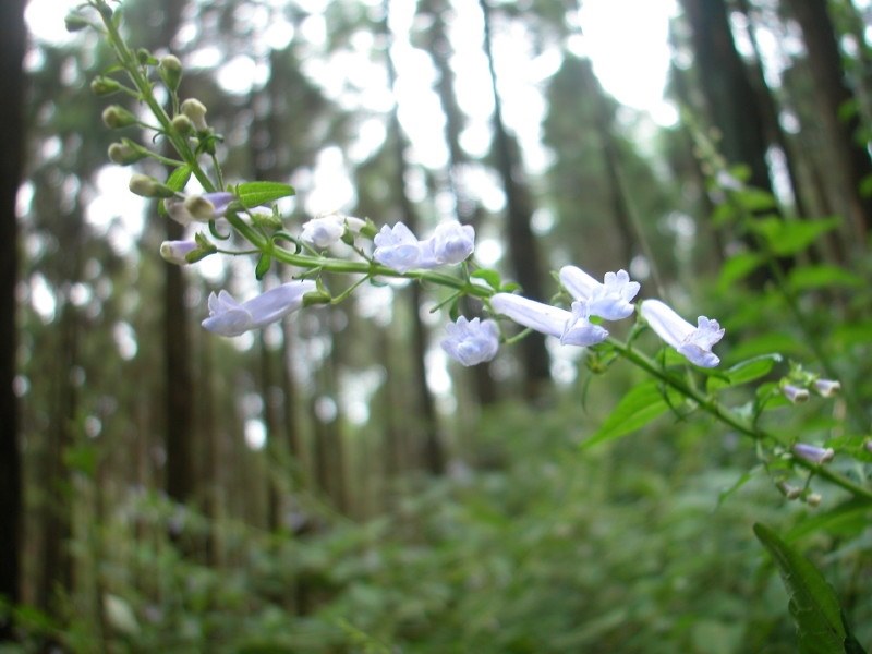 未だ現役なんですが』 ニコン COOLPIX 5000 のクチコミ掲示板